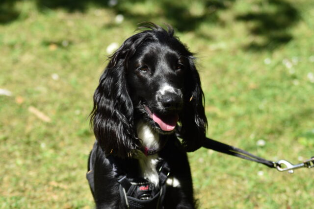 Dog from Rosie's Trust