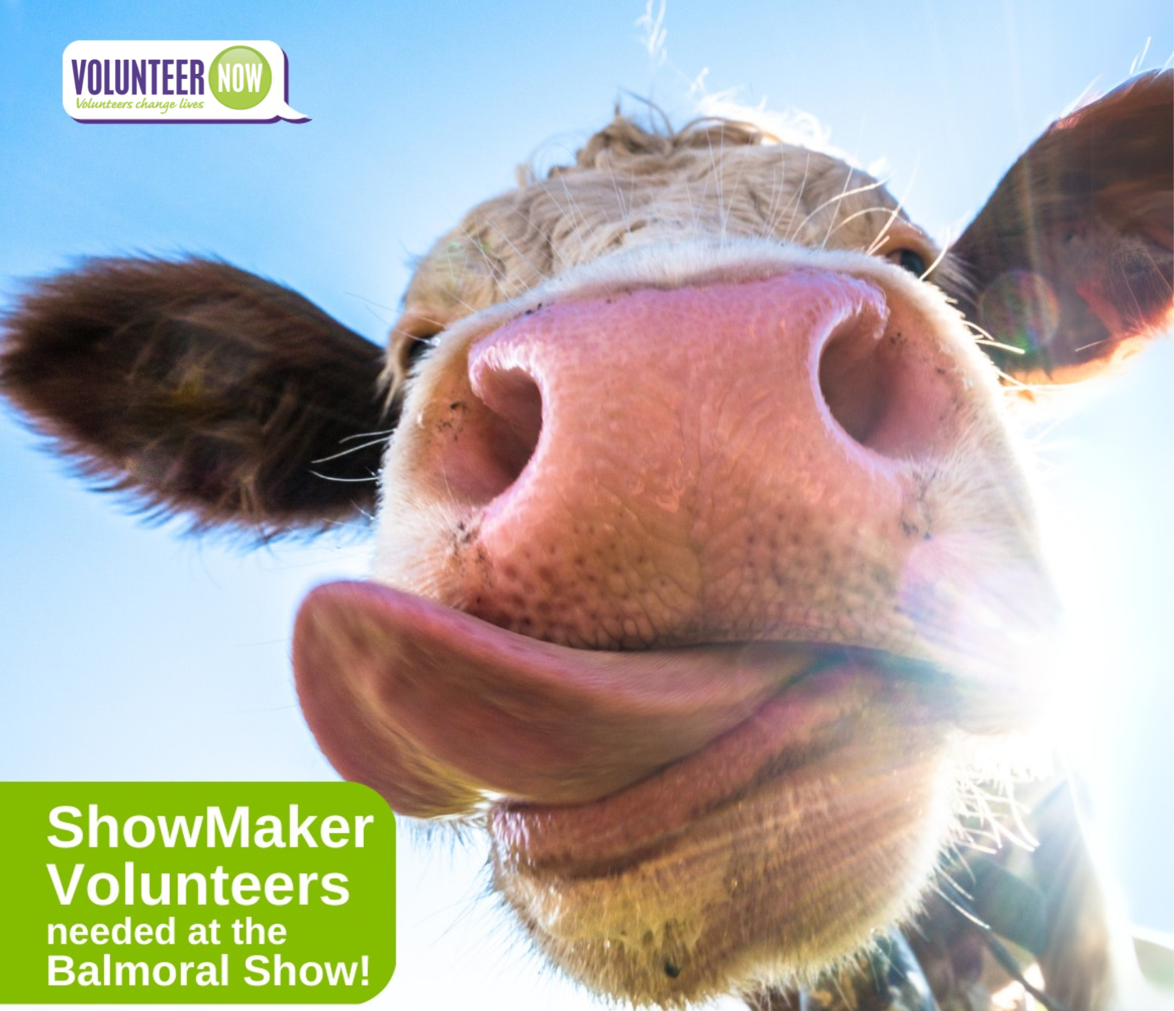 The face of a cow with its tongue out, blue sky behind it and text saying ShowMaker Volunteers needed at the Balmoral Show!